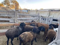 Koç, Hissar sheep — foto 2