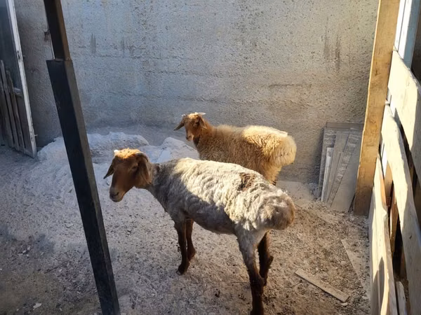 Ram, Sheep — Kazakhstan