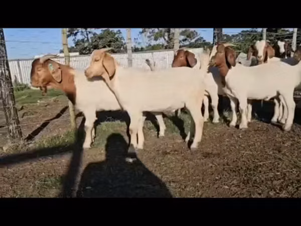 Бузҳо (партия, ҷинс муайян нашудааст), Boer goat — Африкаи Ҷанубӣ