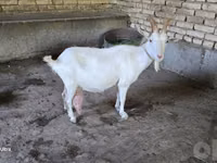 بز ماده, بز — عکس 3