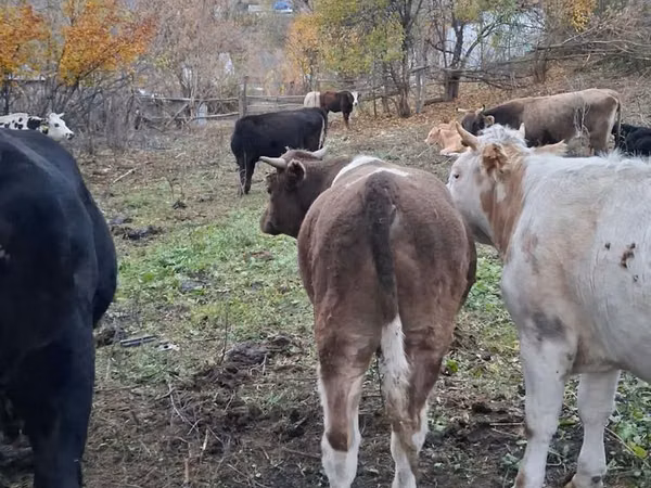 Cow, Cattle
