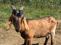 تيس, Nubian Goat — الصورة 3