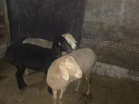 Ovce, Arashan sheep — foto 2