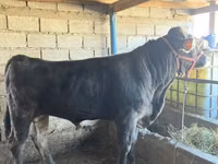 सांड, Swiss cattle — फ़ोटो 2