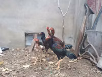 Chickens — عکس 6
