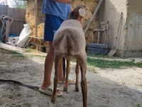 Ovan, Edilbay sheep — fotografija 5