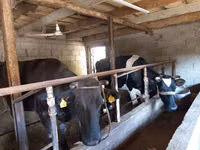 Cow, Russian Black pied cattle — photo 1