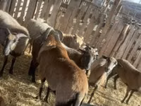 قوچ, Cameroon sheep — عکس 1