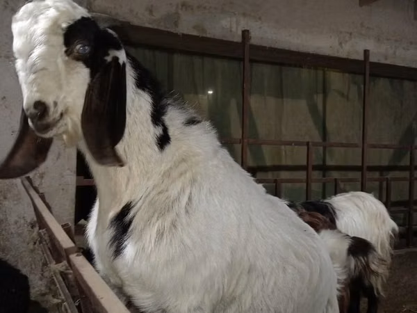Billy Goat, Beetal goats — Uzbekistan