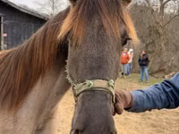 Mare, Rocky Mountain Horse — photo 5