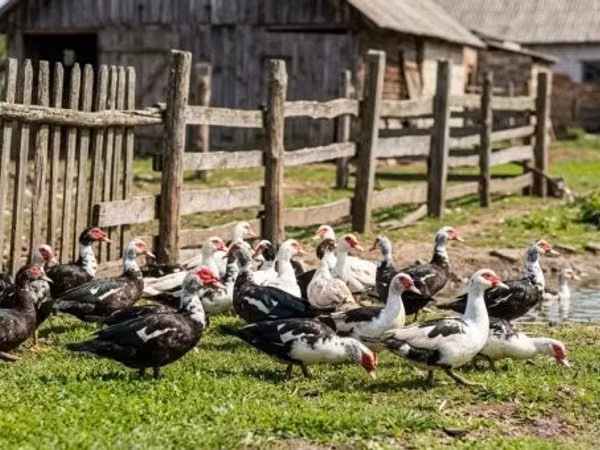 Ducks — Węgry
