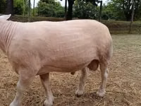 Domba jantan, Sheep — foto 1