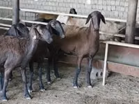 میش, Ordabasy sheep — عکس 1