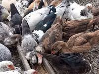 Muscovy Domestik — foto 8