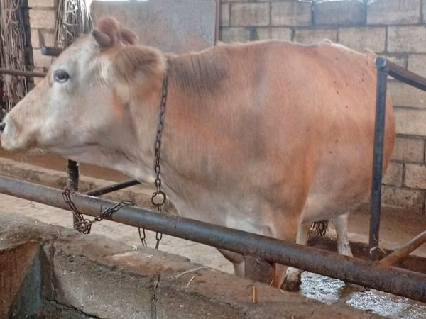 Cow, Simmental cattle