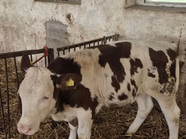 Cow, Cattle — Poland