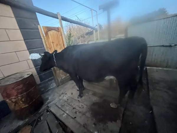 Krowa, Latvian Blue cattle