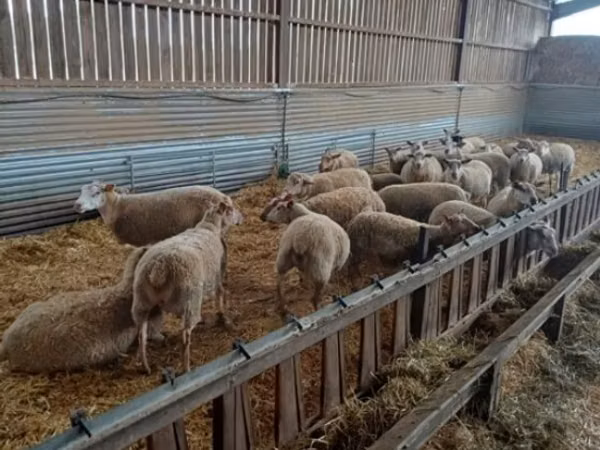 Sheep, Rouge de l’Ouest sheep — United Kingdom