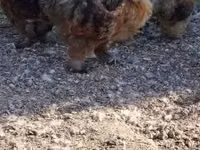 سیلکی — عکس 3