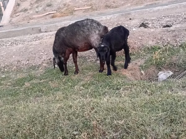 Ido, Sheep — Usbakistan