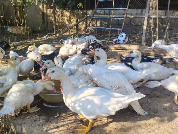 Ducks — Azerbejdżan