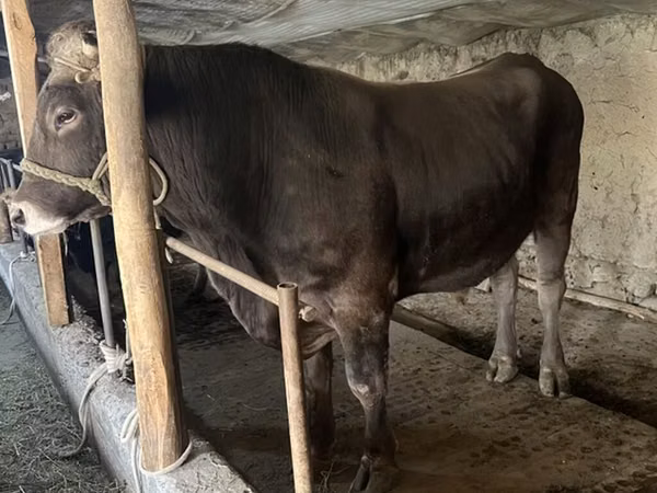 Banteng, Cattle