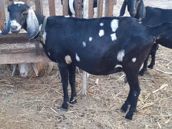 Goat, Nubian Goat