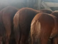 Horse (M), Kazakh horse — photo 2