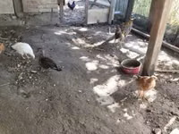 Ducks — 3-сурет