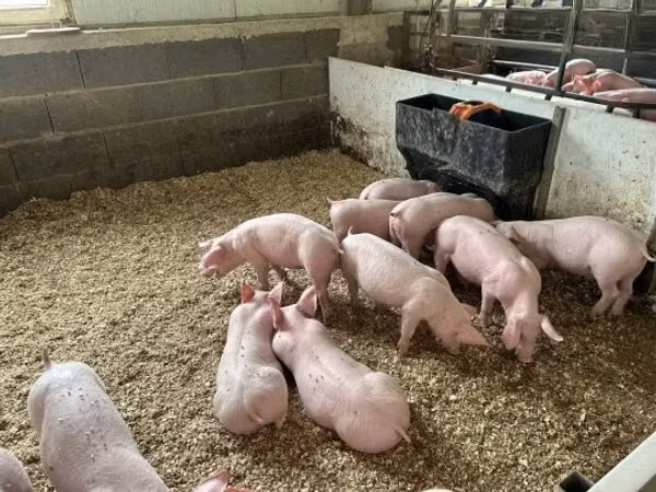 Pigs (batch, sex not specified), 