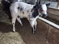 Bull, Belgian Blue — photo 1