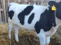 Bull, Holstein breed — photo 3
