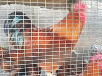Chickens — foto 1