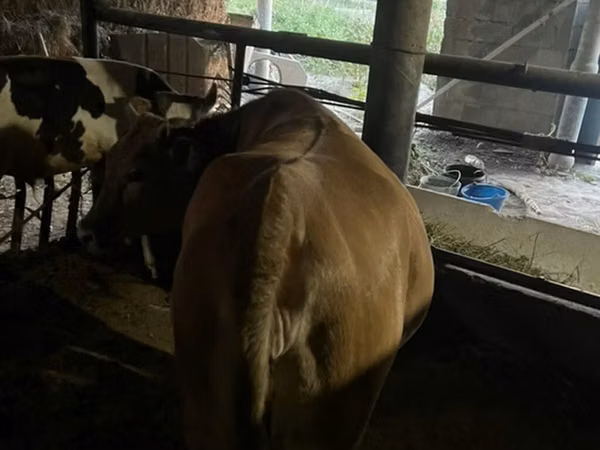 Vache, Bovins — Kirghizstan
