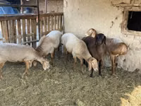 Domba jantan, Arashan sheep — foto 7