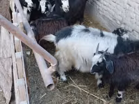 Goat, Goats — photo 1