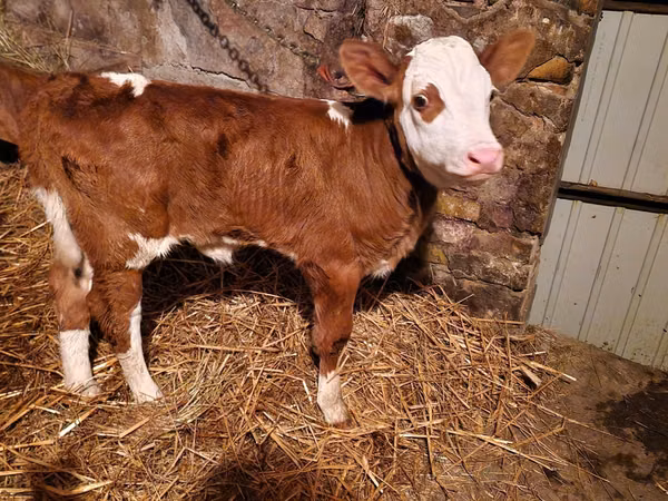 Cattle (batch, sex not specified), Hereford