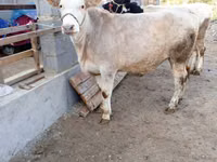 گاو ماده, Simmental cattle — عکس 1