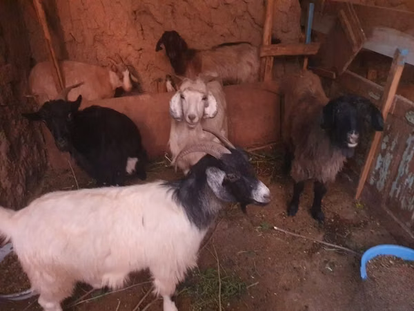 Goat, Goats