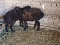 Domba jantan, Sheep — foto 3