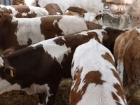 公牛, Simmental cattle — 照片 4