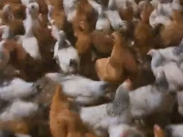 Chickens — جمهوری آذربایجان