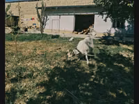 Goat, Saanen goat — photo 2