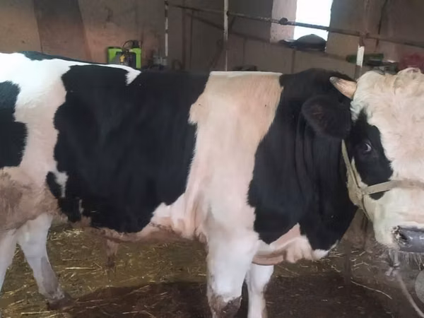 سانڈ, Russian Black pied cattle