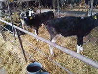 Banteng, Cattle — foto 6
