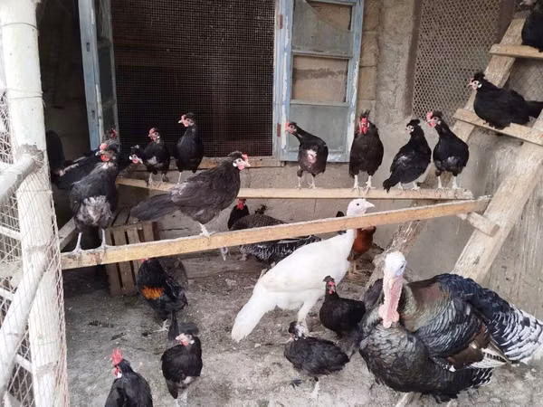 Chickens — Azerbaïdjan