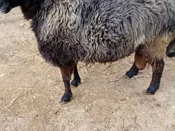 Ram, Sheep — Moldova