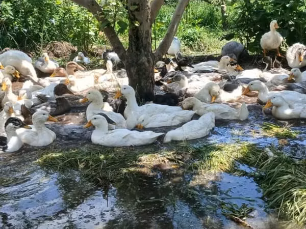Domestic Muscovy — Kyrgyzstan