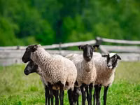 قوچ, Romanov sheep — عکس 4