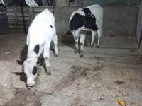 วัวตัวเมีย, Russian Black pied cattle — รูปภาพ 1